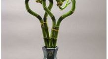 Lucky Bamboo
