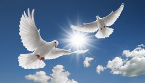 two doves flying with spread wings on sky
